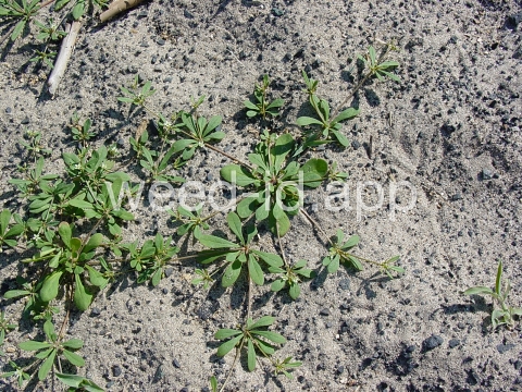 carpetweed